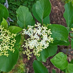 A branch of a silky dogwood shrub in spring with clusters of white flowers.