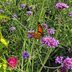 Grow Verbena Bonariensis for Butterflies and Hummingbirds