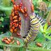 Should Gardeners Remove Milkweed Bugs?