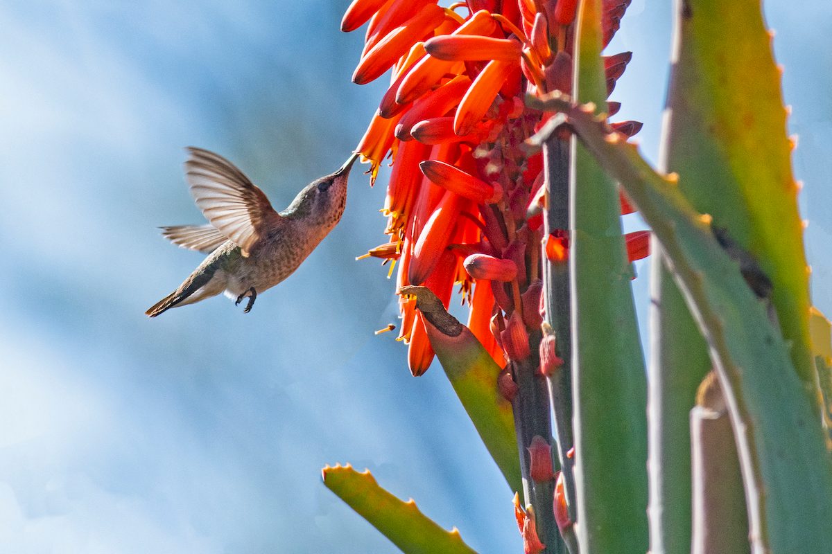 Drought Tolerant Aloe Vera Plants Are Easy to Grow