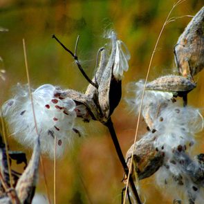 milkweed pods and seeds