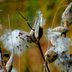 How to Save and Plant Milkweed Seeds From Pods