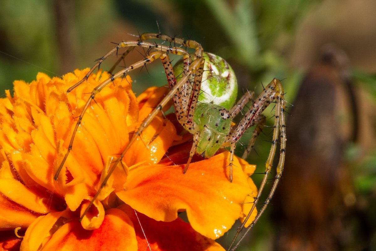 15 Pictures of Spiders That Will Change Your Mind About Them