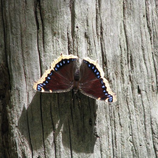 How Do Bugs, Moths and Butterflies Hibernate?