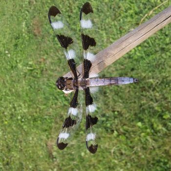 skimmer dragonfly