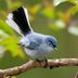 How to Identify a Blue-Gray Gnatcatcher