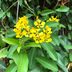 Drought-Tolerant Butterfly Vine Loves the Heat