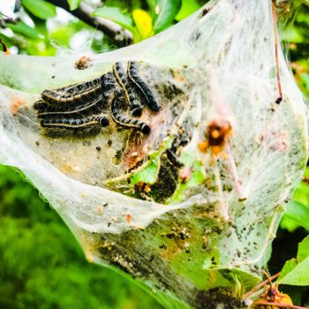 Eastern Tent Caterpillars