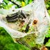 Controlling Caterpillars: Garden Insect Pests