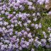 5 Flowering Drought-Tolerant Ground Cover Plants