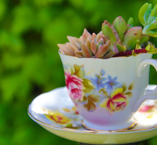 Succulents in a teacup