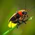 Illuminating Lightning Bug Facts You Didn't Know