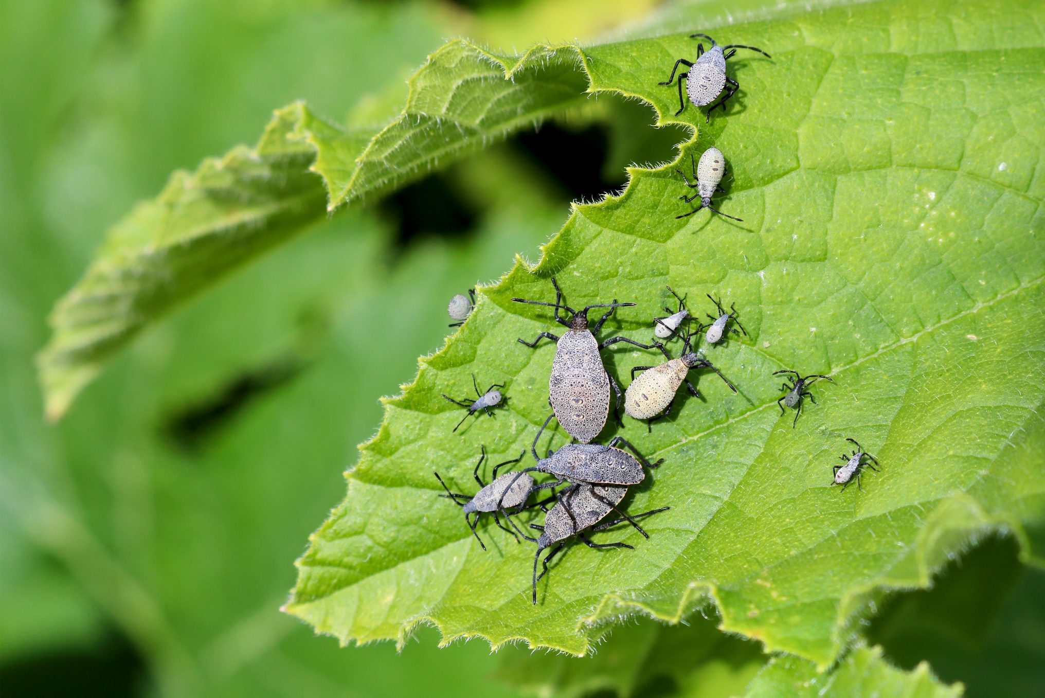 Here’s How to Keep Squash Bugs Out of Your Garden