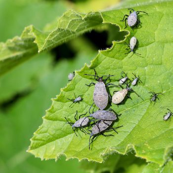 Squash Bugs