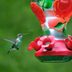 Hummingbird Migration Takes an Incredible Journey