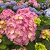 6 Hydrangea Facts That Even Expert Gardeners Don't Know