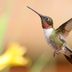 My Hummingbirds Have Disappeared: What Happened?