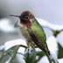 Is It Safe to Freeze Hummingbird Nectar?