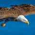 The National Eagle Center is a Winter Birding Paradise