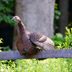 7 Fascinating Wild Turkey Bird Facts You Should Know