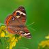 Identify and Attract the Common Buckeye Butterfly