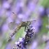 Growing Lavender: Pick the Right Plants for Your Garden