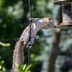 Is Hot Pepper Bird Seed Safe for Birds?