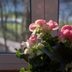 Expert Tips for Overwintering Begonias as Houseplants