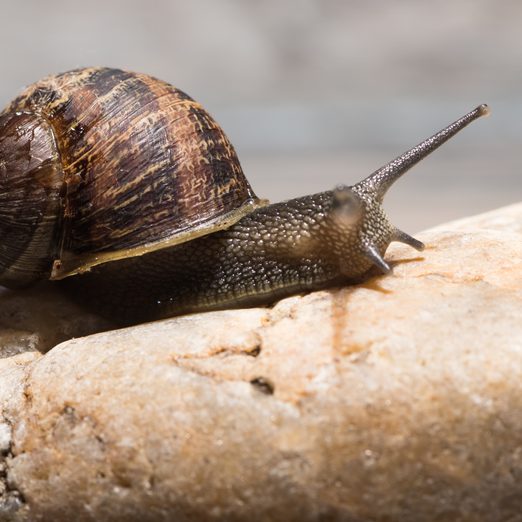 Garden Snail , snail facts