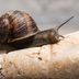 8 Surprising Snail Facts You Should Know