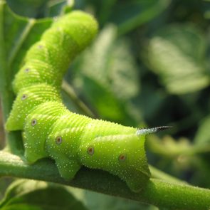 Tomato Hornworm (Manduca quinquemaculata L.)