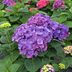 The Best Hydrangea Bush for Every Yard and Growing Condition