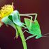 Katydids and Crickets: Nighttime Garden Music