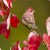 House Finch vs Purple Finch: How to Tell the Difference