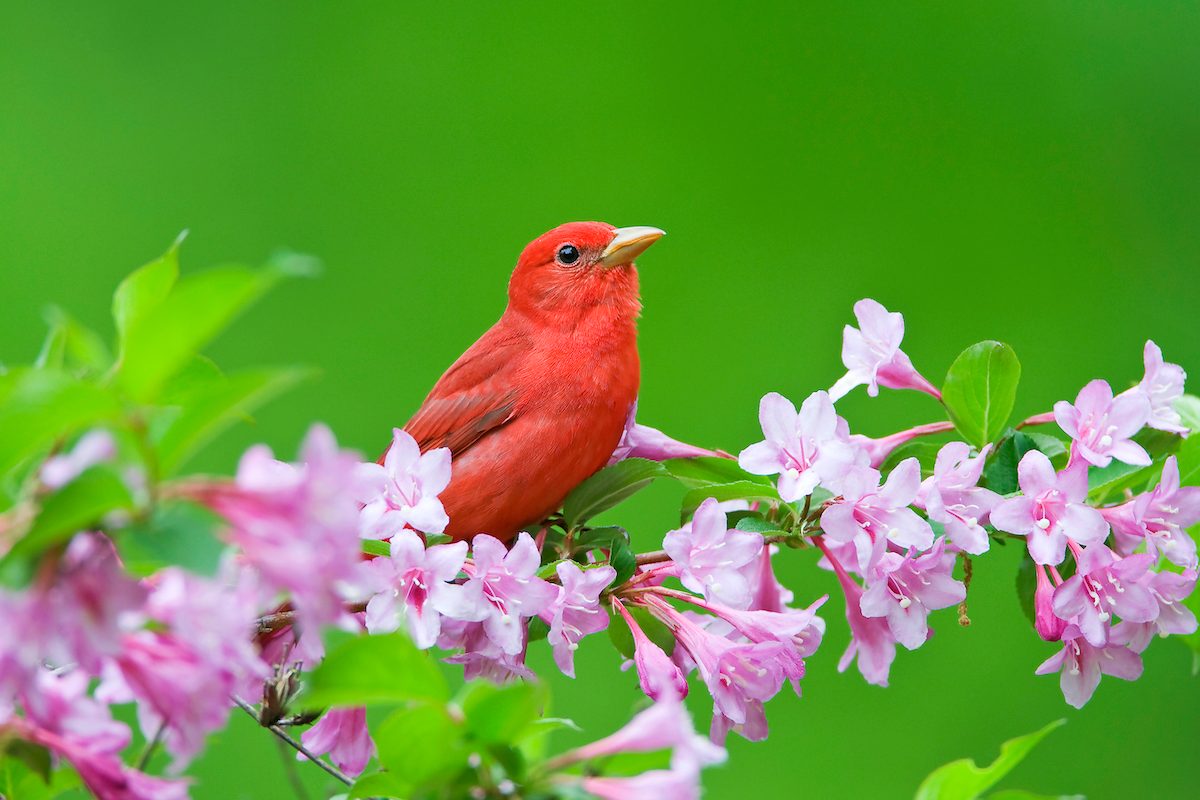 5 Types of Tanagers Birders Should Know