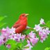 5 Types of Tanagers Birders Should Know