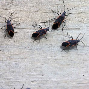 Box Elder Bug Gettyimages 92021534