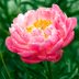 Plant Peonies in Your Flower Garden This Fall