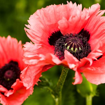 poppy Flowers