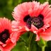 Poppy Flower Care and Growing Tips