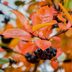 Grow a Black Chokeberry Shrub for Berry-Loving Birds