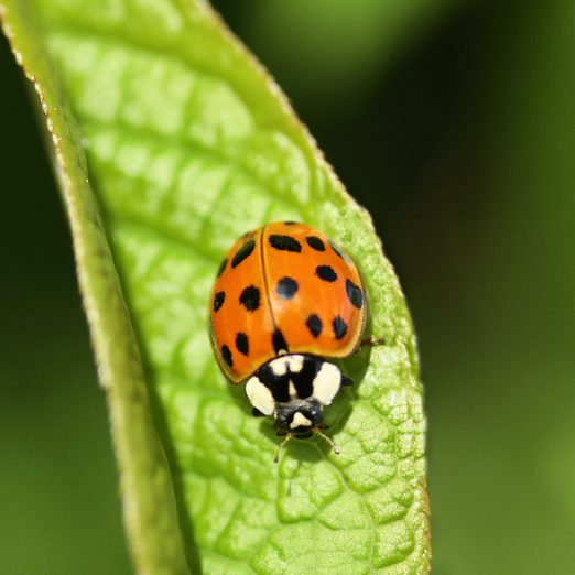 Ladybug vs Asian Beetle: What’s the Difference?