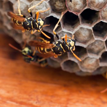 paper wasps