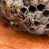 The Wonder of Wasps: Pollinators and Pest Control