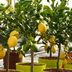 How to Grow an Indoor Lemon Tree