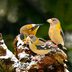 How to Identify an Evening Grosbeak