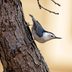 How to Identify a White-Breasted Nuthatch