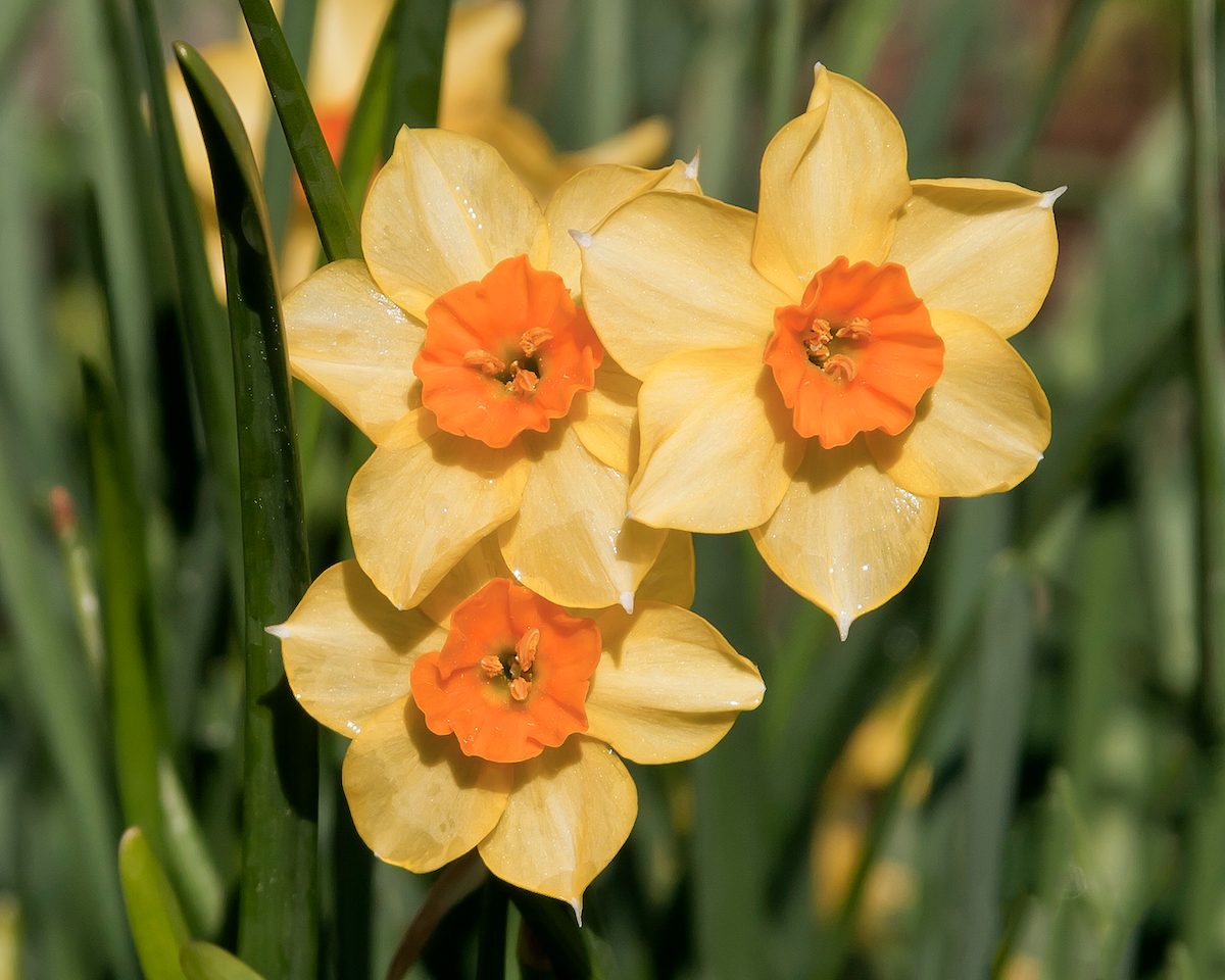 8 Bulbs to Plant in Fall for Blooms in Spring