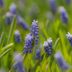 Expert Tips for Growing Grape Hyacinth Flowers