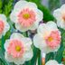 8 Pretty Pink Daffodil Varieties to Plant Right Now